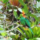 Golden-headed quetzal in Colombia
