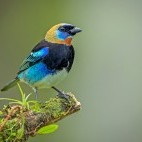 Golden-hooded tanager in Colombia