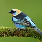 Golden-hooded tanager in Colombia