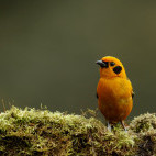 Golden tanager in Colombia.