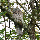 Great potoo in Colombia.