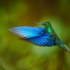 Great sapphirewing hummingbird in Colombia