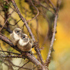 Green-bearded helmetcrest in Colombia.