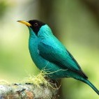 Green honey creeper in Colombia