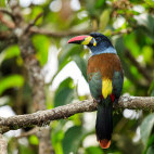 Grey-breasted mountain toucan in Colombia.