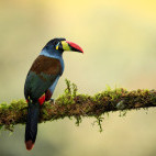 Grey-breasted mountain toucan in Colombia.