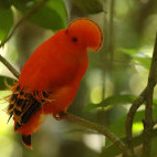 Guianan cock-of-the-rock in Colombia.
