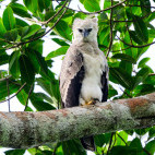 Harpy eagle in Colombia