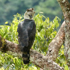Harpy eagle in Colombia.