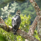 Harpy eagle in Colombia.