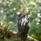 Harpy eagle in Colombia.