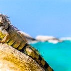 Iguana in Colombia