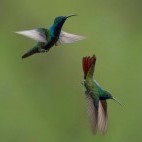 Black-throated mango in Jardin, Colombia.