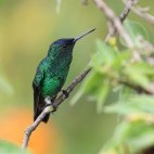 Indigo-capped hummingbird in Jardin, Colombia.