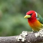 Red-headed barbet in Jardin, Colombia.