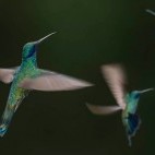 Sparkling violetear in Jardin, Colombia.