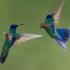 Sparkling violetear in Jardin, Colombia.