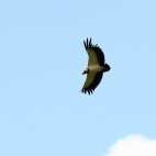 King vulture in Colombia.
