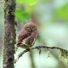 Cloud forest pygmy owl in Las Tangaras Reserve, Colombia.