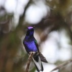 Velvet-purple coronet in Las Tangaras Reserve, Colombia.