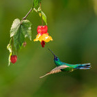 Lesser violetear in Colombia.