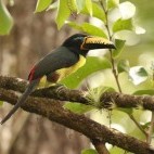 Lettered aracari in Colombia.