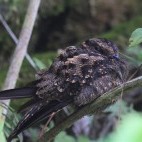 Lyre tailed nightjar in Colombia.