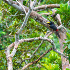 Many-banded aracari in Colombia