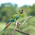 Military macaw in Colombia