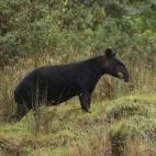 Mountain tapir in Colombia.