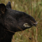 Mountain tapir in Colombia.