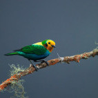 Multicoloured tanager in Colombia.