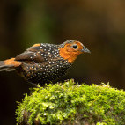 Ocellated tapaculo in Colombia