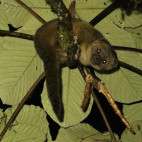 Olinguito in Colombia.