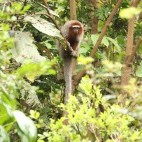 Ornate titi in Colombia.