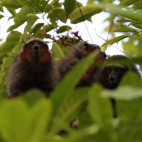 Ornate titi in Colombia.