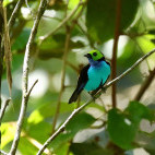 Paradise tanager in Colombia.