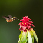 Purple-throated woodstar in Colombia.