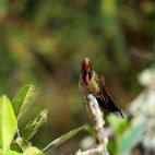 Rainbow-bearded thornbill in Colombia.