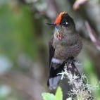 Rainbow-bearded thornbill in Colombia.