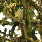 Andean motmot in Colombia.