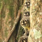 Brumback's night monkey in Colombia.