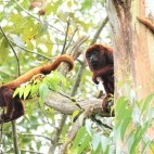 Red howler monkey in Colombia.