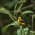 Golden-fronted whitestart in Colombia.