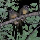Grey-handed night monkey in Colombia.