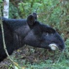 Mountain tapir in Colombia.