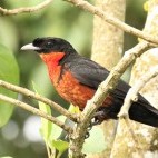 Red-ruffed fruitcrow in Colombia.