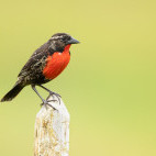 Red-breasted meadowlark in Colombia