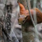 Red-tailed squirrel in Colombia.