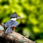 Ringed kingfisher in Colombia